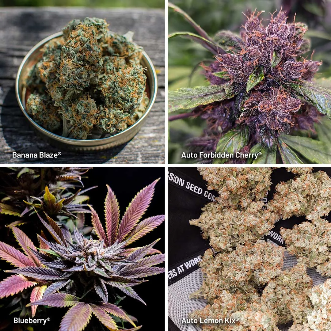 Dutch Passion strains with high terpinolene