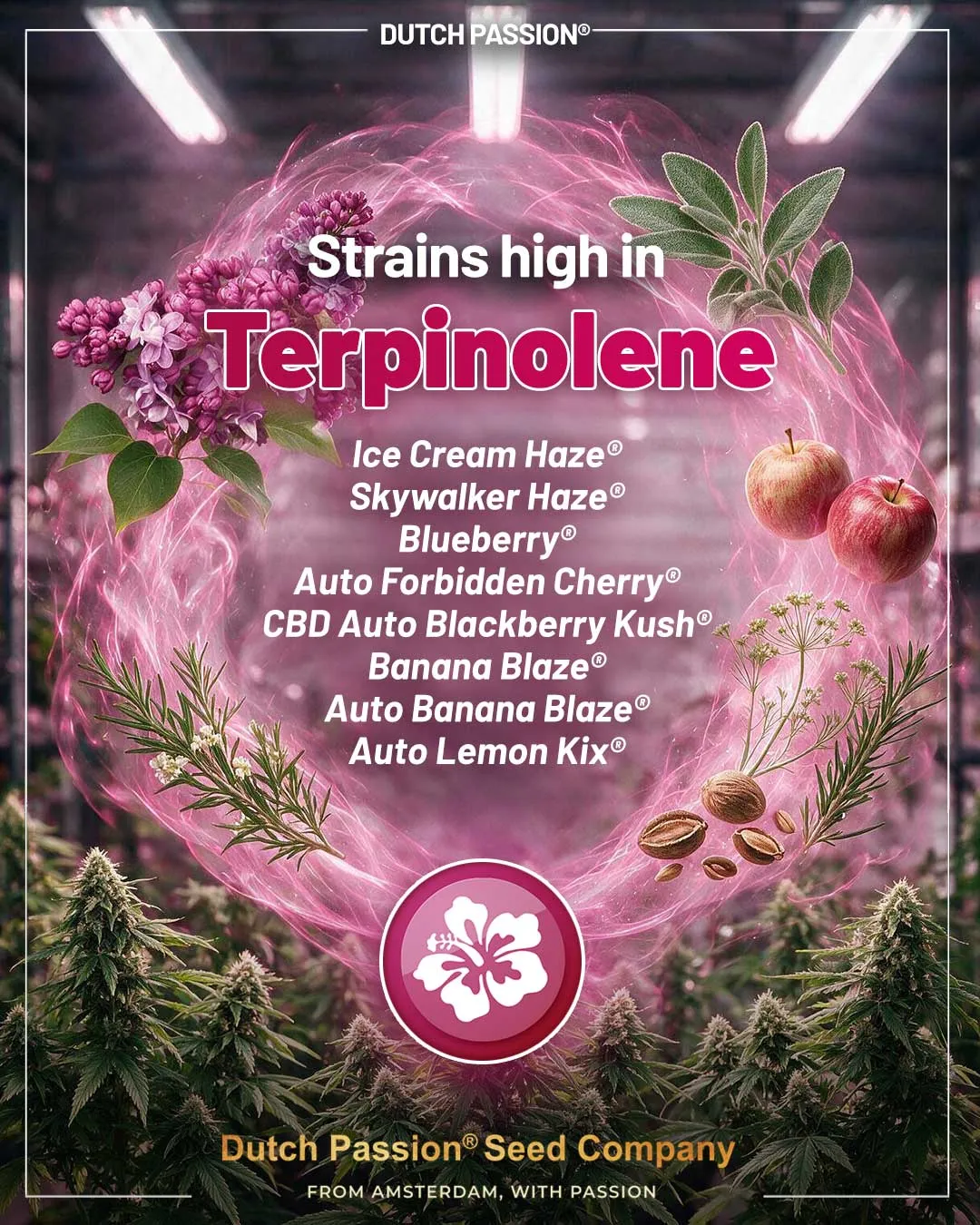 Dutch Passion strains with high terpinolene levels