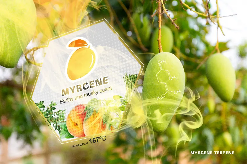 Myrcene terpene cannabis effect
