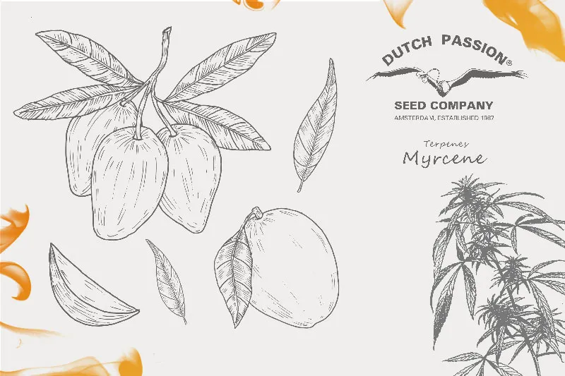 Myrcene terpene cannabis effect