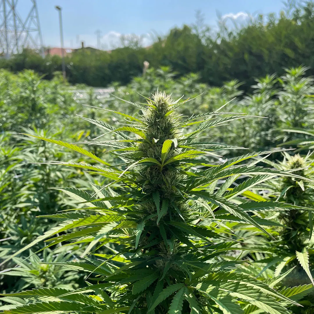 Early-signs-of-airy-cannabis-buds-structure