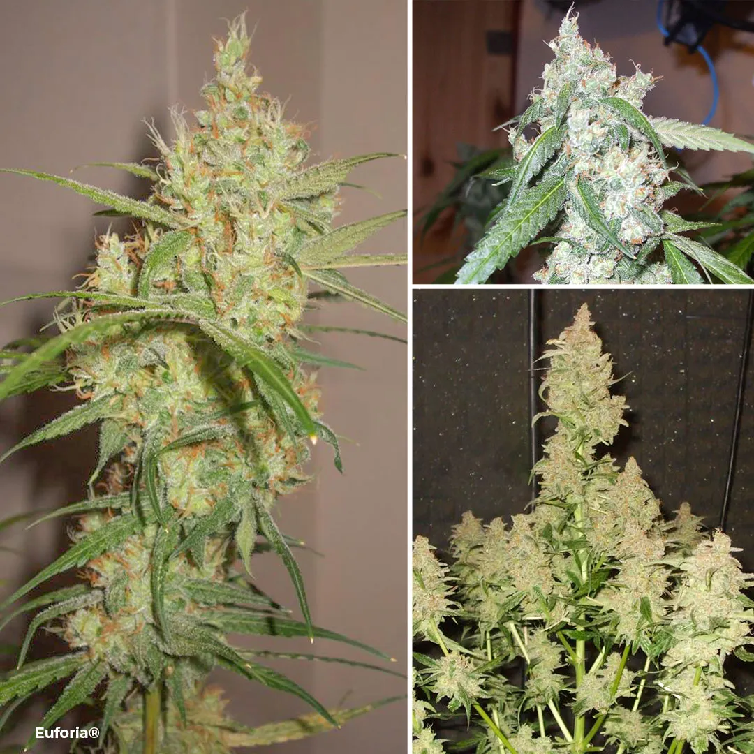 Euforia classic sativa dominant cannabis