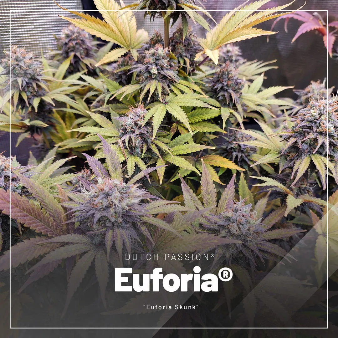 Euforia-classic-skunk-regular-seeds