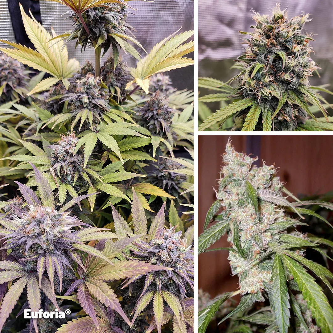 Euforia-uplifting-cannabis-varieties