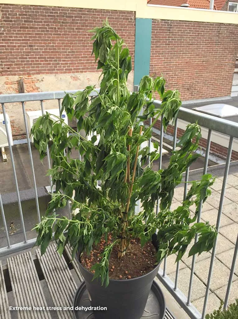 Extreme heat stress