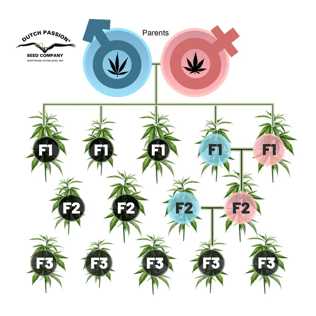 F1-F2-F3-explained-dutch-passion-what-is-F1-cannabis