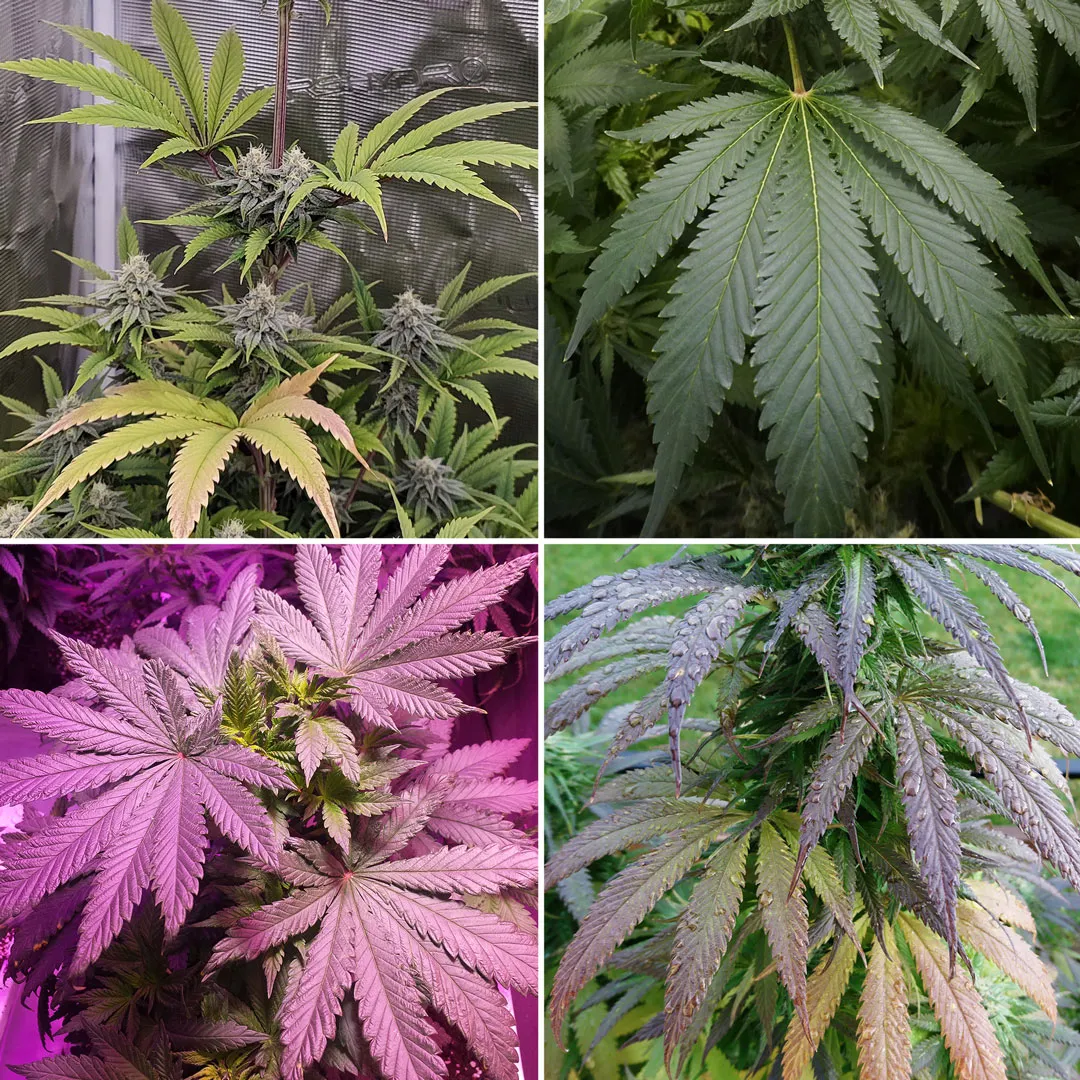 Fan-leaves-on-a-cannabis-plant-dutch-passion-blog