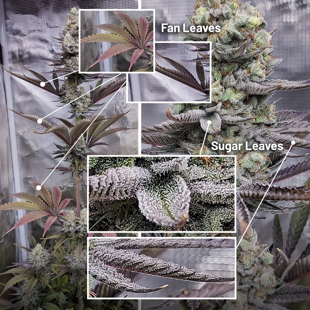 Fan-leaves-vs-sugar-leaves-difference