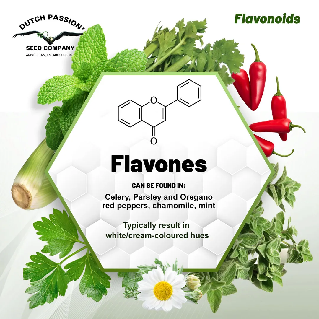 Flavones-dutch-passion-Flavonoids-blog