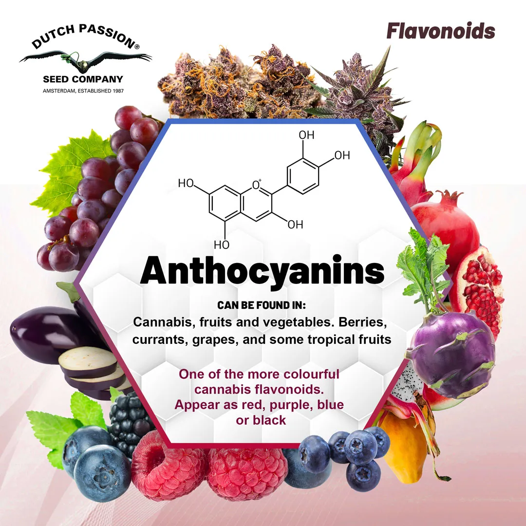 Flavonoids-Anthocyanins-purple-blue-red-and-black-colours