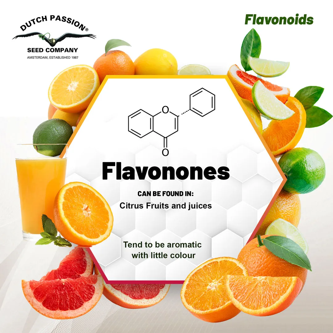 Flavonoids-Flavonones-citrus-fruits-aromatic