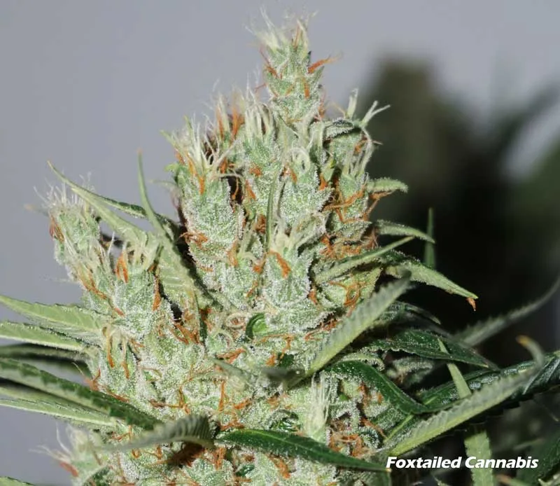 Foxtailing bud
