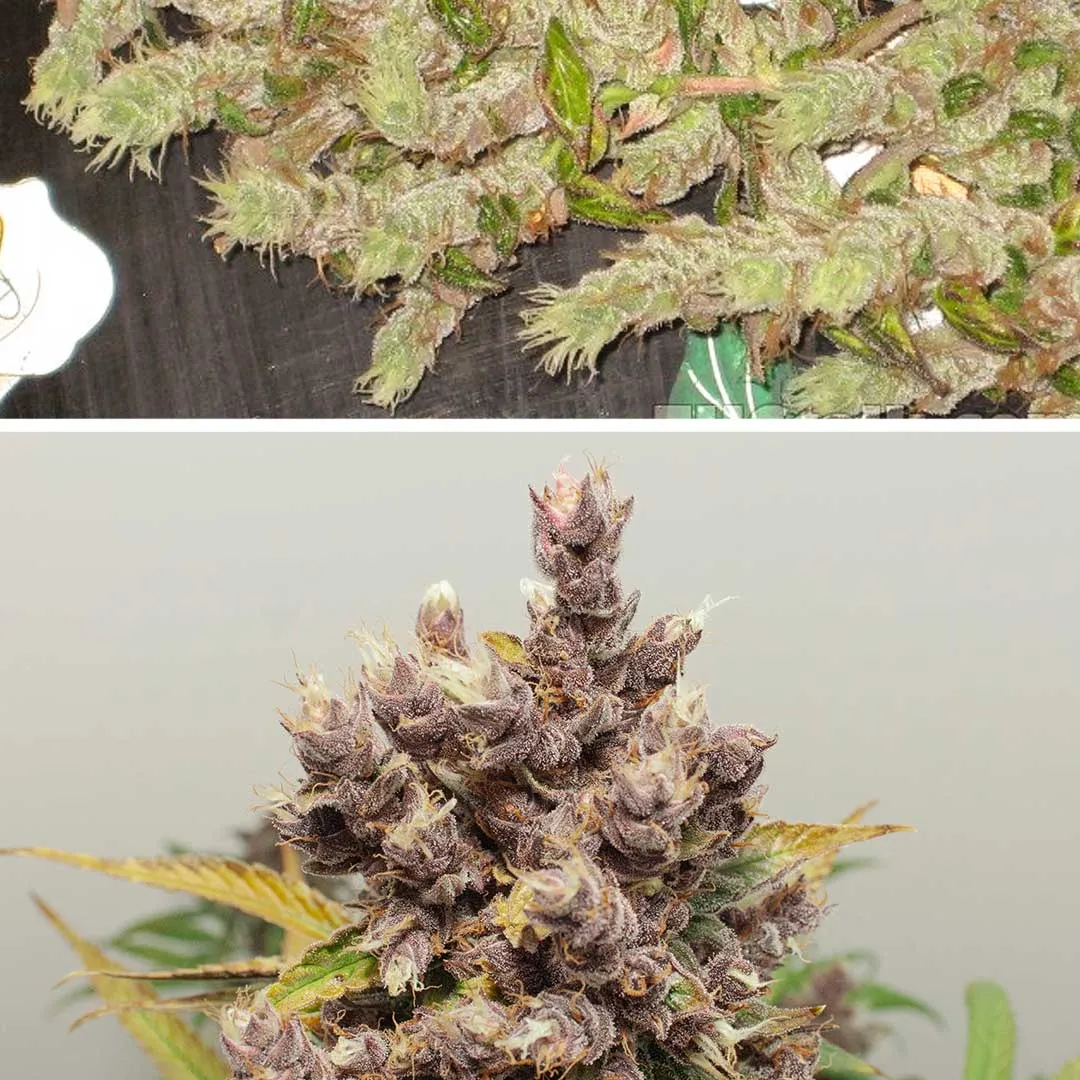 Foxtailed-cannabis-flowers-dutch-passion-mutations-explained