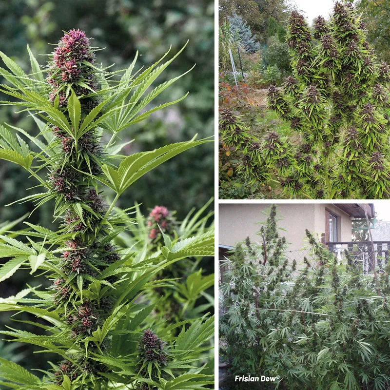 Frisian Dew