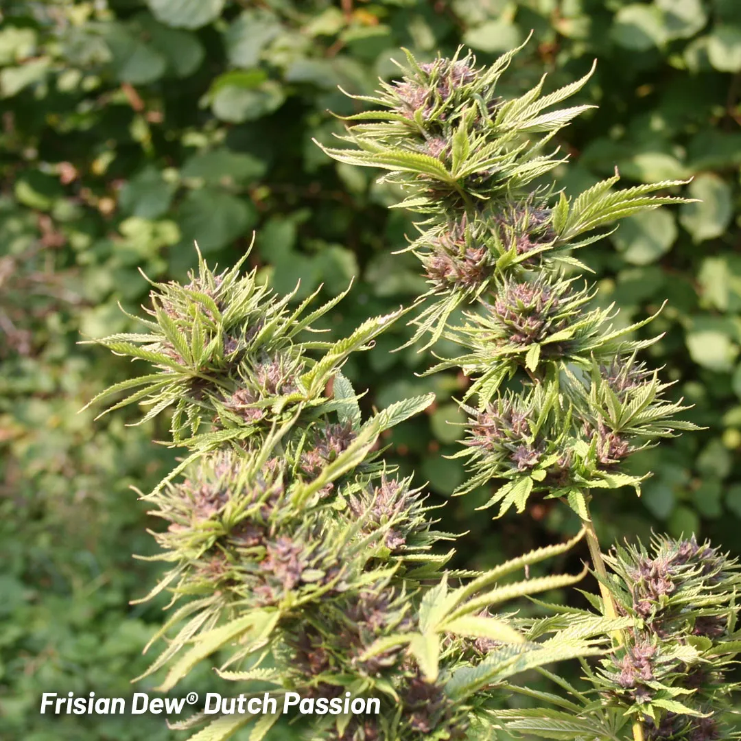 Frisian-Dew-Dutch-Passion-outdoor-cannabis-seeds