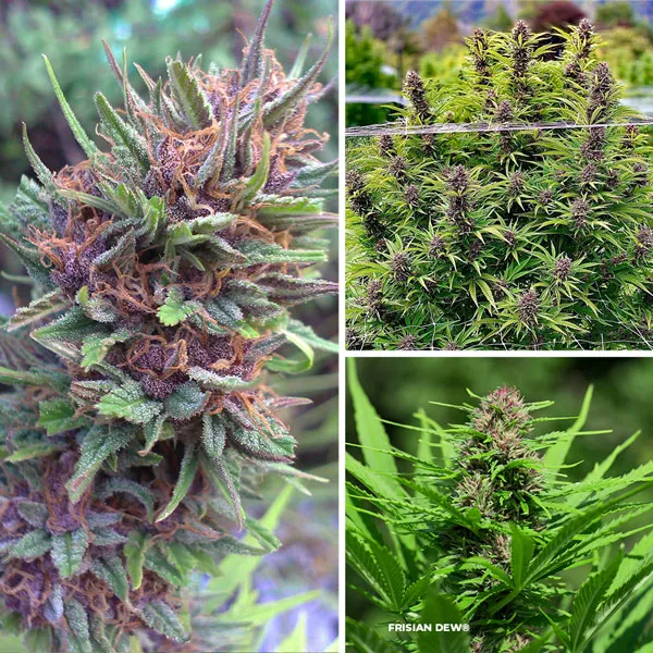 Frisian Dew with beautiful purple flowers