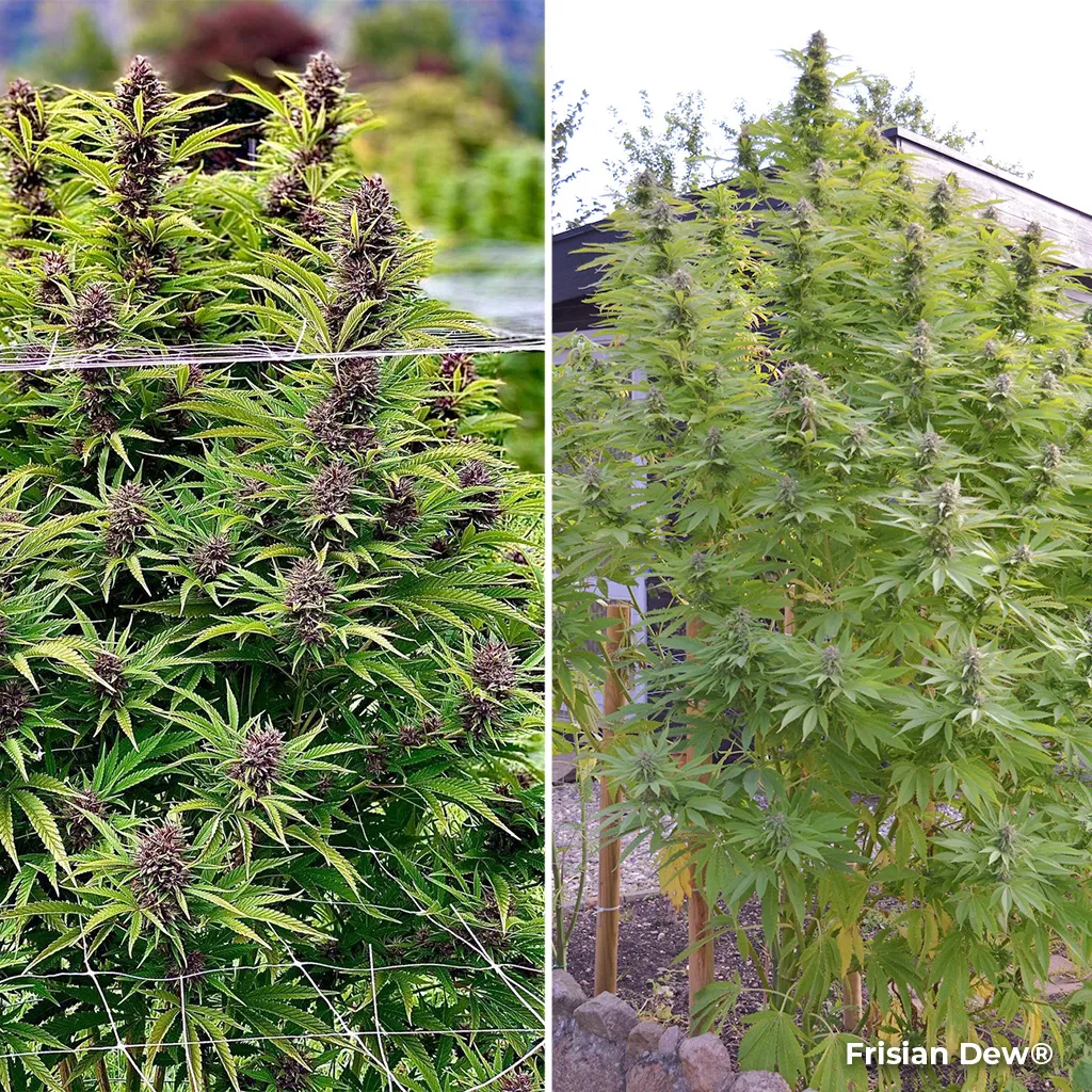 Frisian Dew, a tough outdoor strain by Dutch Passion