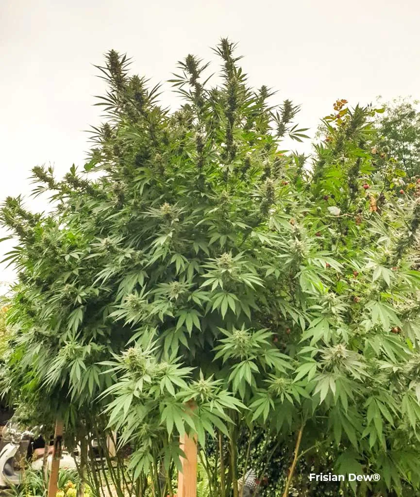 Frisian Dew outdoor grow