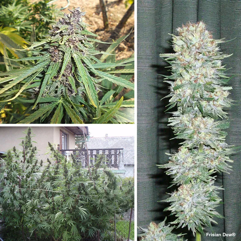 Frisian Dew, one of Dutch Passion