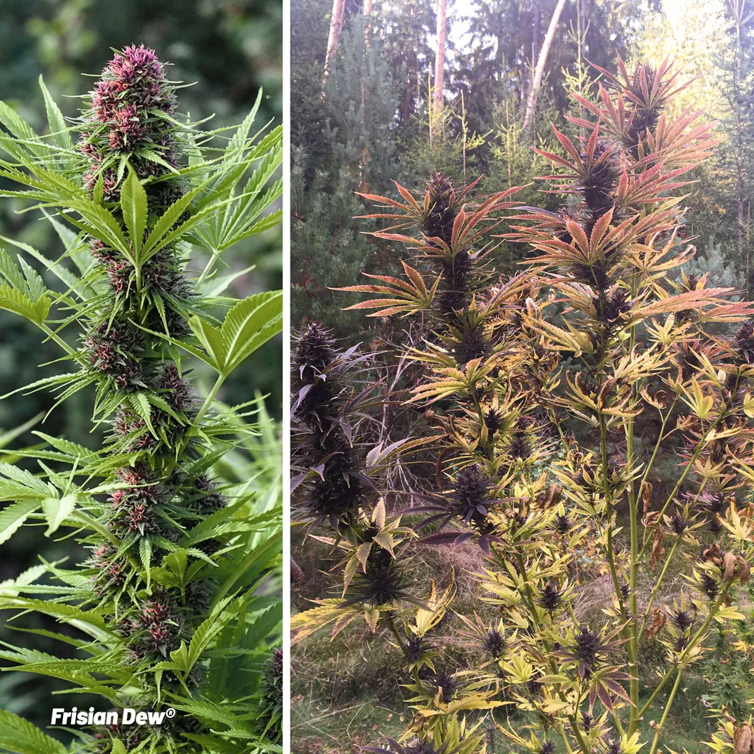 Frisian-Dew-forest-grow-outdoor-cannabis-guerrilla-growing