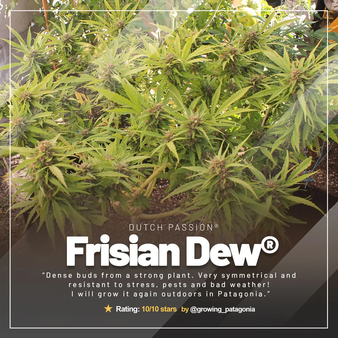 Frisian-Dew-frosty-plant