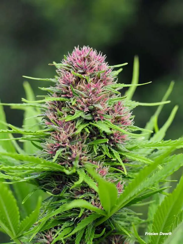Frisian Dew