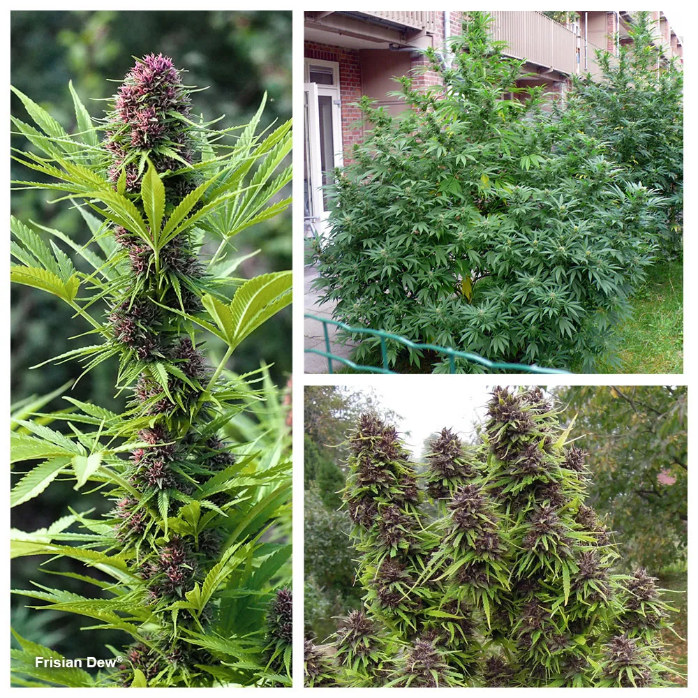 Frisian Dew, tough and potent