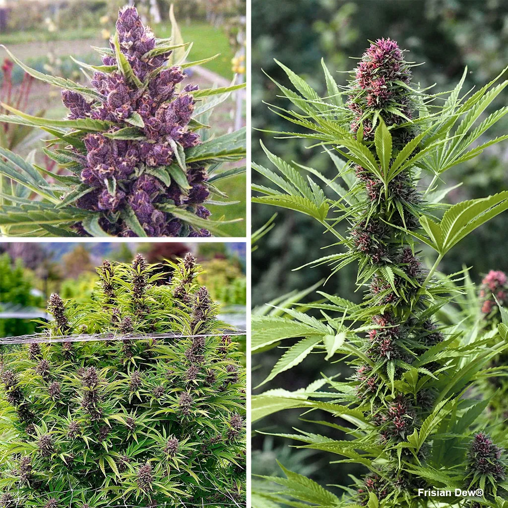 Frisian-Dew-the-best-outdoor-cannabis-variety-feminised