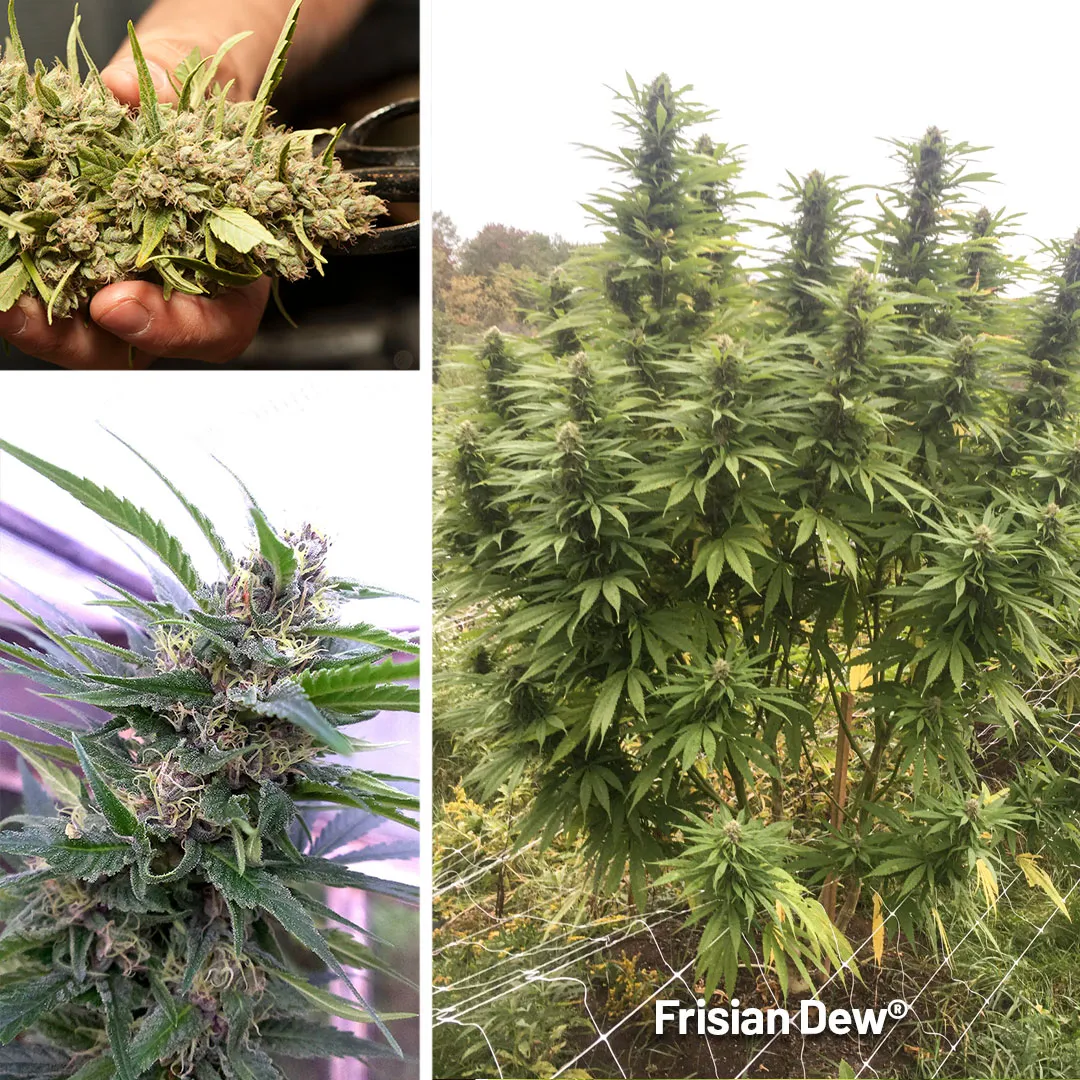 Frisian-Dew-the-outdoor-cannabis-winner-and-best-seller