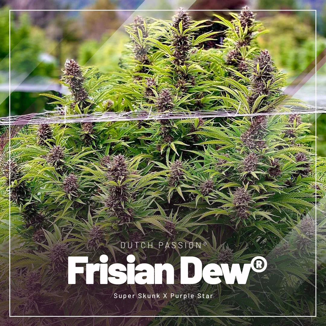 Frisian-Dew-the-outdoor-queen-outdoor-champ-XL_1