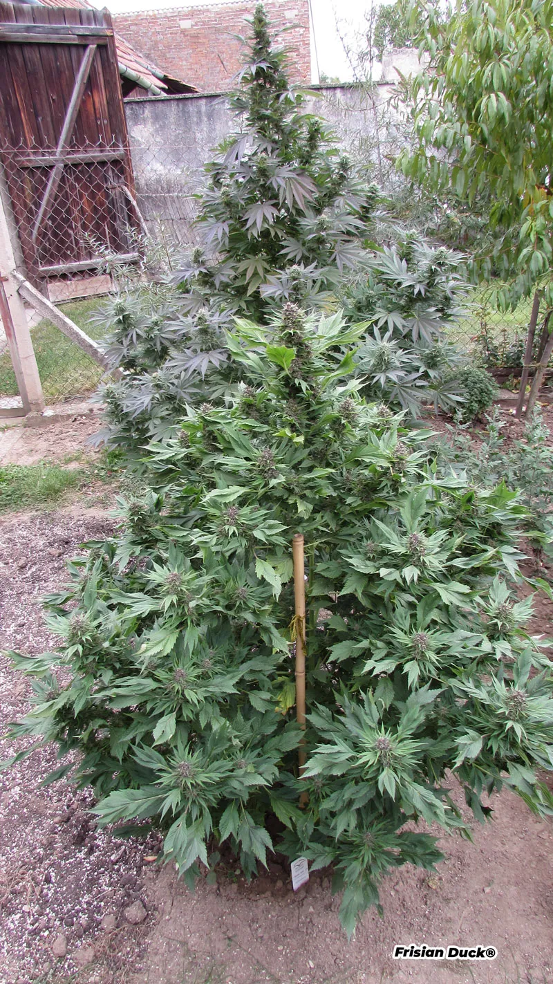 Frisiand Duck duckfoot stealth leaves 