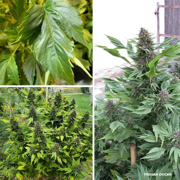 Frisian Duck, stealth cannabis