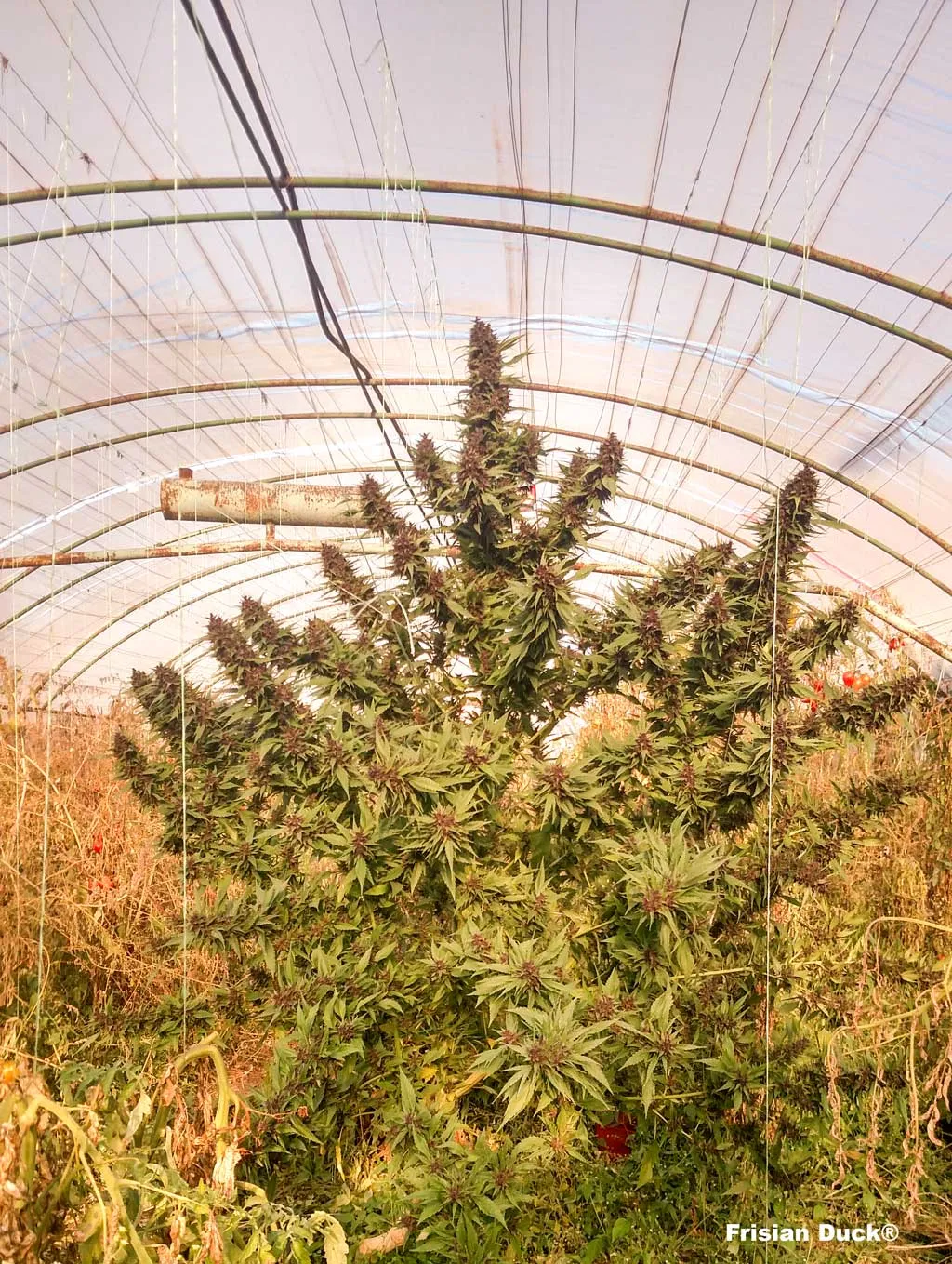 Frisian Duck grown in a greenhouse