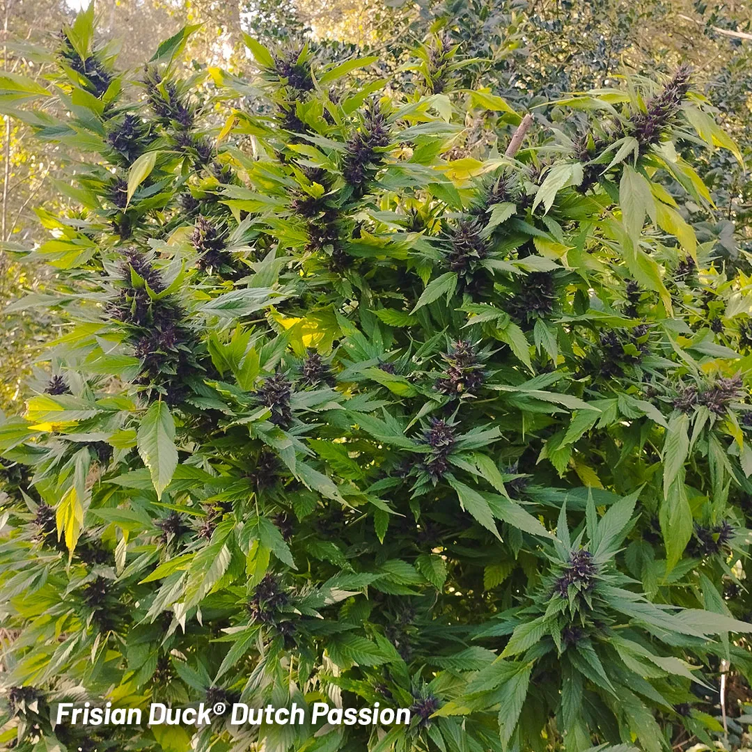 Frisian-Duck-outdoor-cannabis-strains