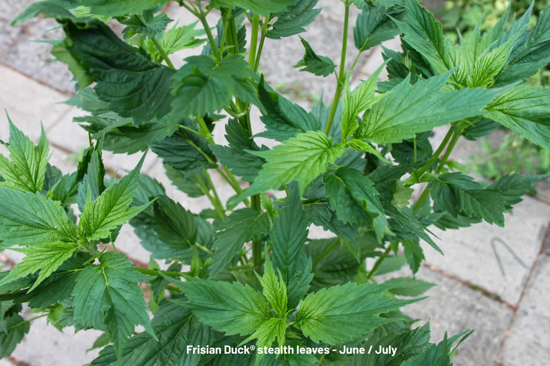 Frisian-Duck-outdoor-cannabis-with-stealth-leafs