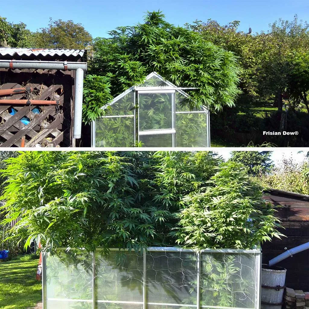 Frisian Dew, heavy yields from a greenhouse grow