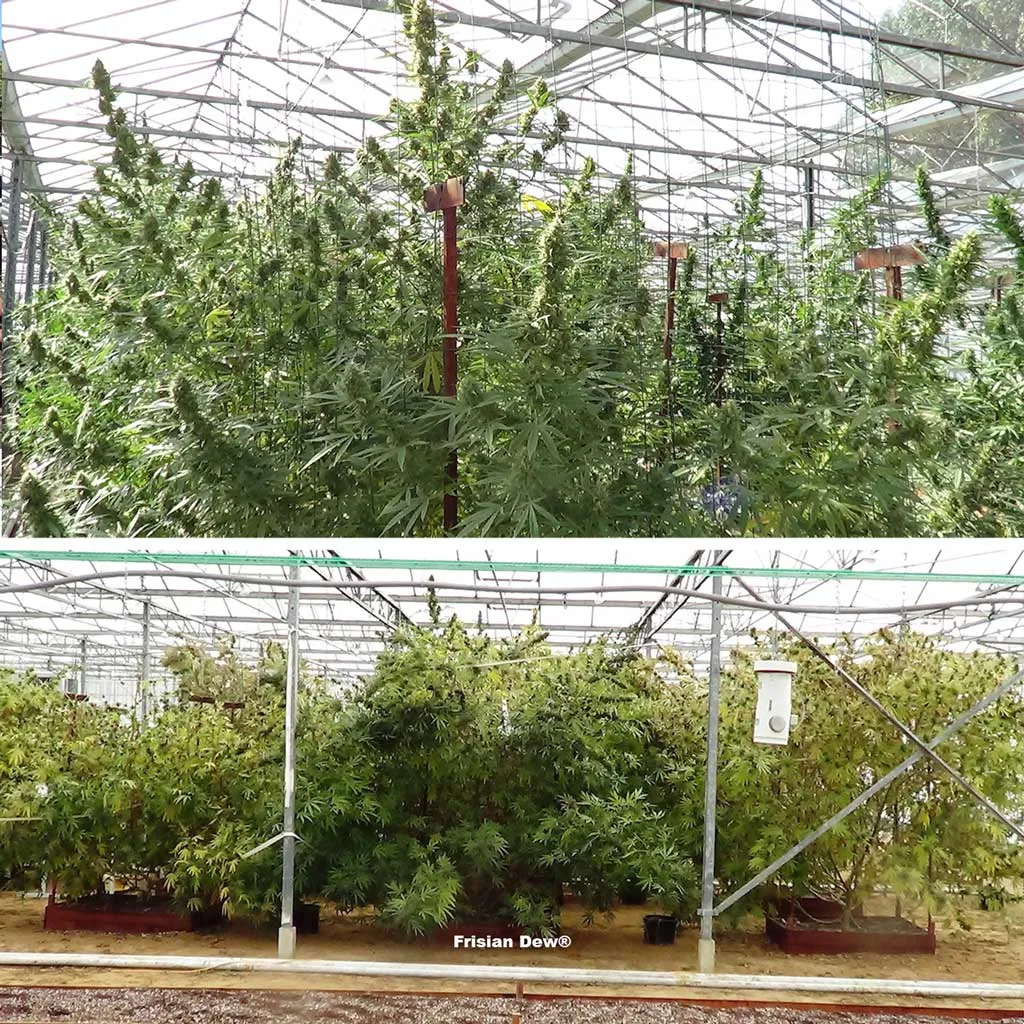 Huge Frisian Dew in a greenhouse 