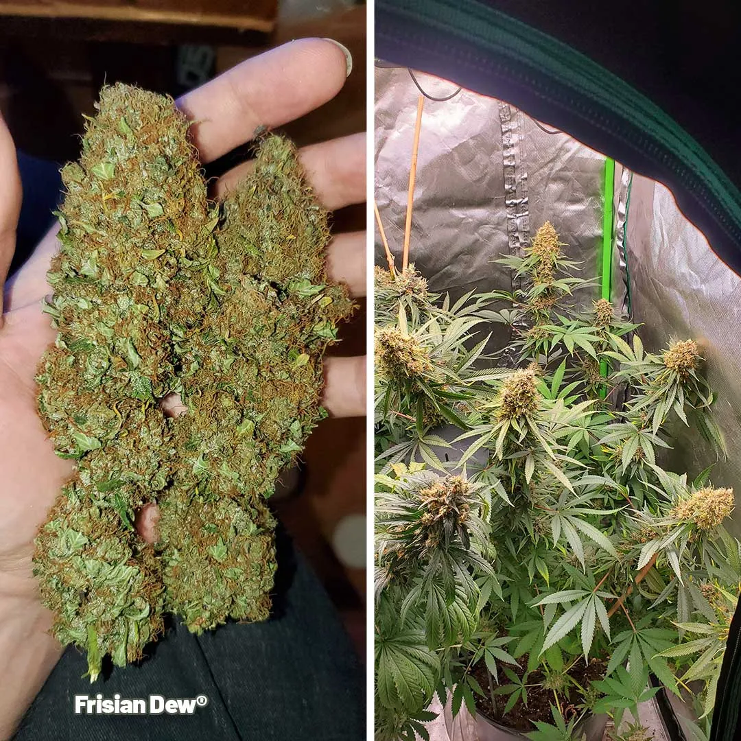 Frisian-dew-the-outdoor-cannabis-champion-grown-indoors-grow-review