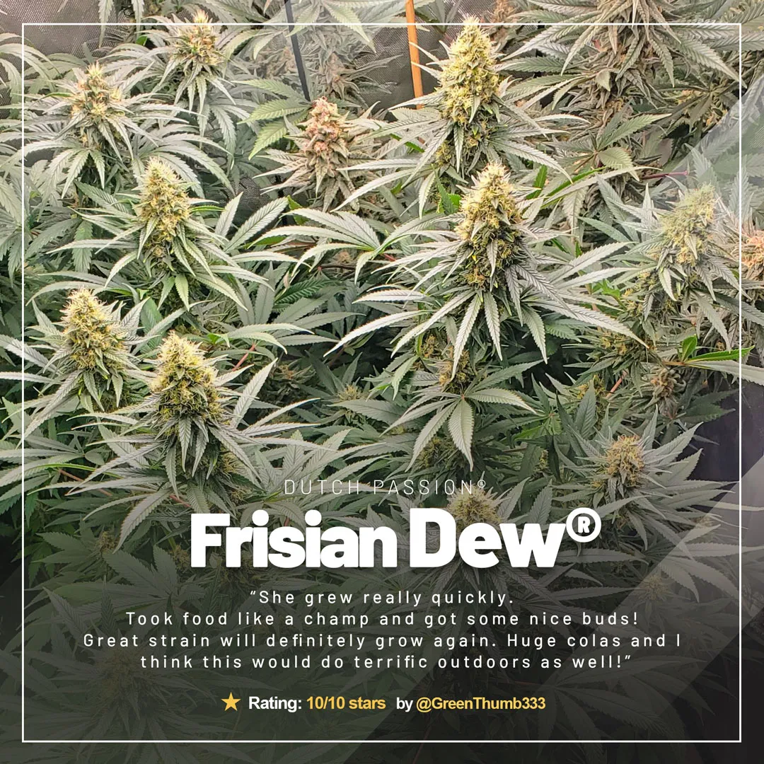 Frisian-dew-the-outdoor-cannabis-champion-grown-indoors
