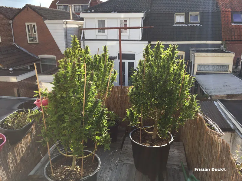 dutch-passion-cannabis-seed-company-frisian-duck-a-cannabis-plant-with-leaves-that-look-like-duck-feet-on-a-roof-in-the-sun