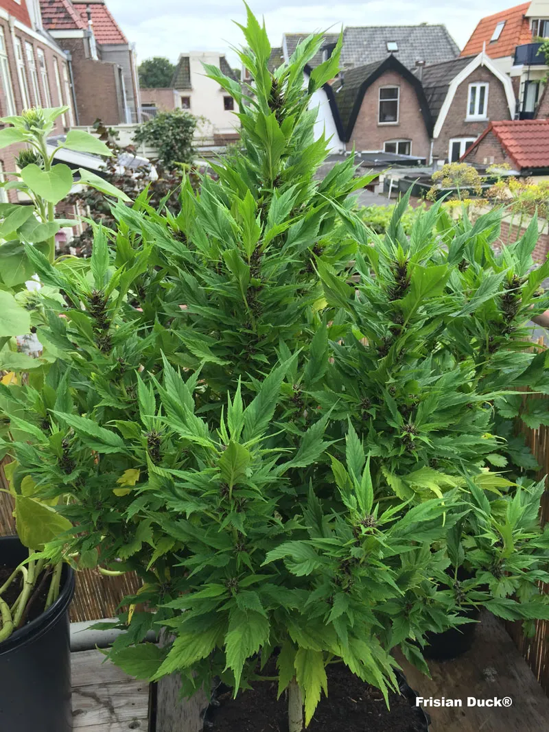 dutch-passion-cannabis-seed-company-frisian-duck-a-cannabis-plant-with-leaves-that-look-like-duck-feet