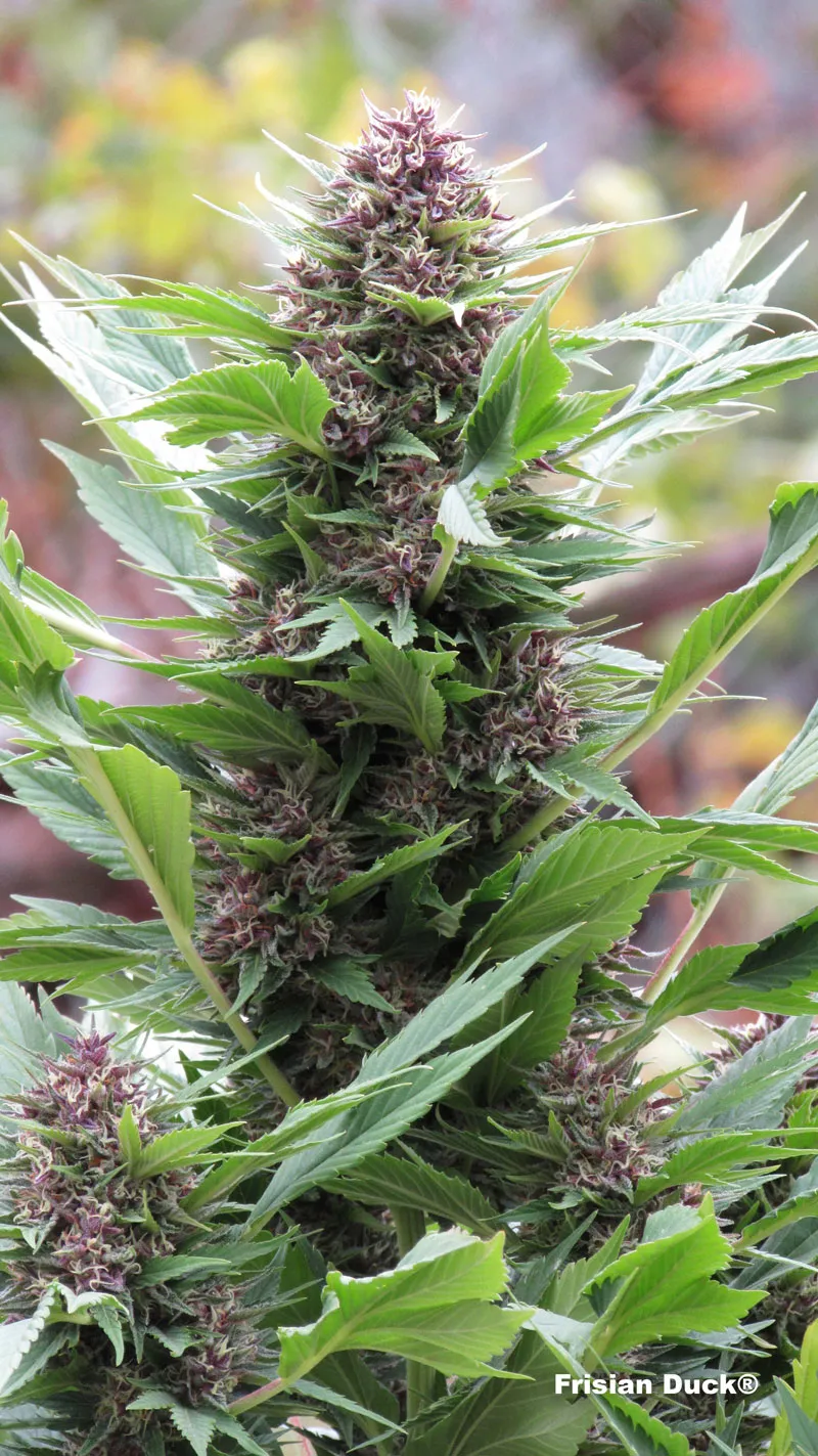 dutch-passion-cannabis-seed-company-frisian-duck-beautiful-leaves-and-flowers