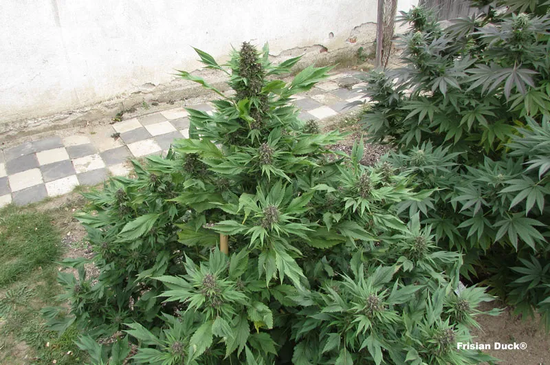 dutch-passion-cannabis-seed-company-frisian-duck-a-cannabis-plant-with-a-natural-leaf-deformity-outdoors