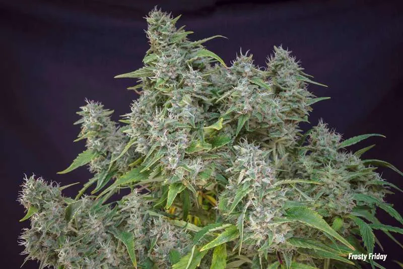 Frosty Friday, sativa dominant regular seeds with a stress busting high