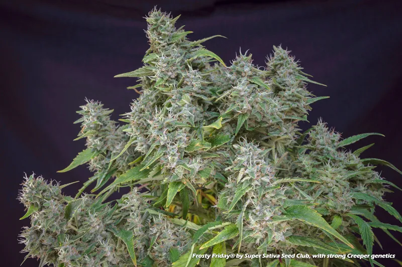 Frosty Friday with strong Creeper genetics