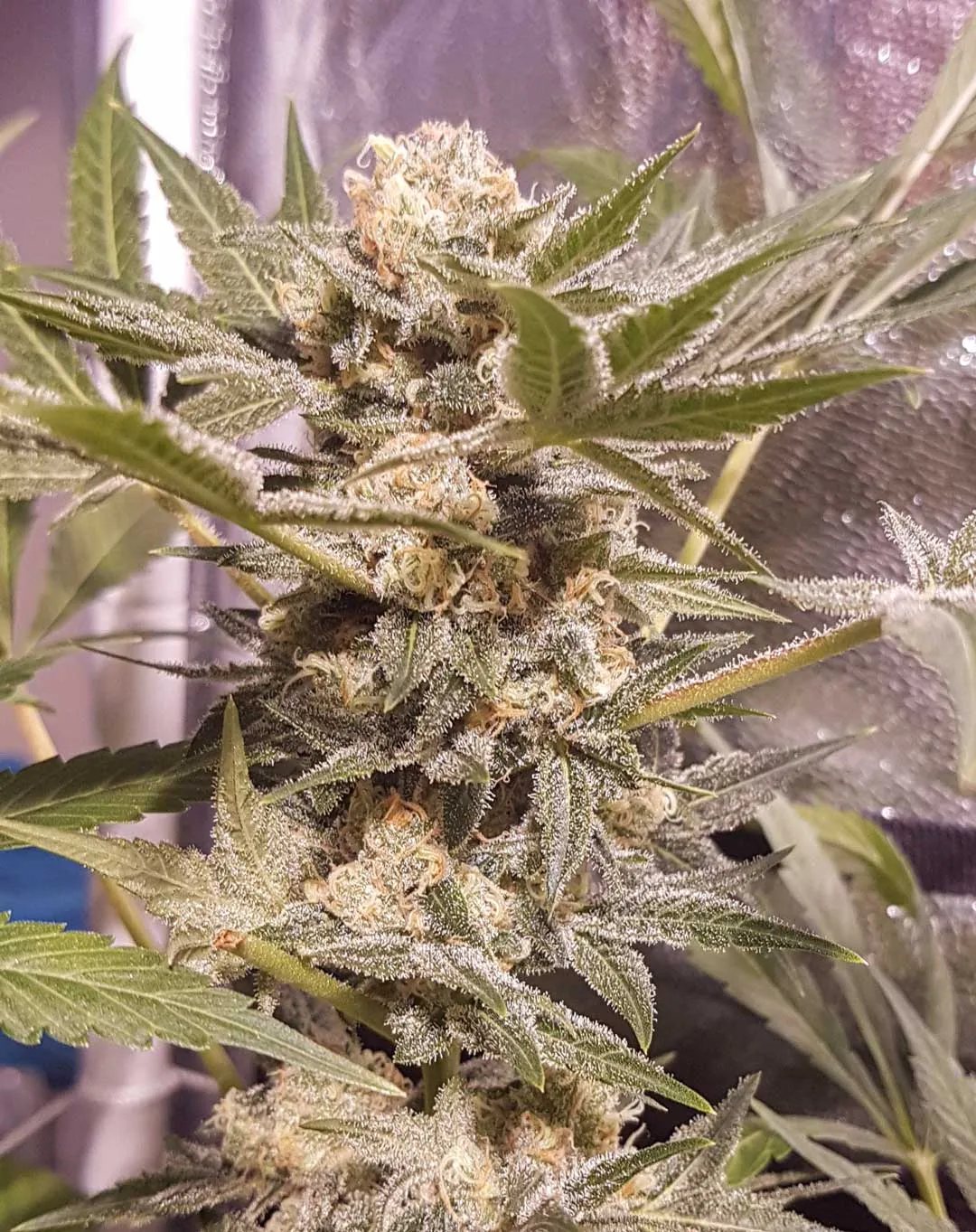 Frosty-master-kush-cannabis-plant-by-dutch-passion