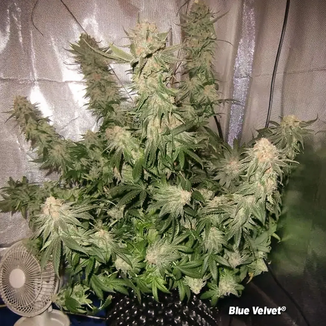 Frosty-potent-Blue-Velvet-cannabis-plant-by-dutch-passion