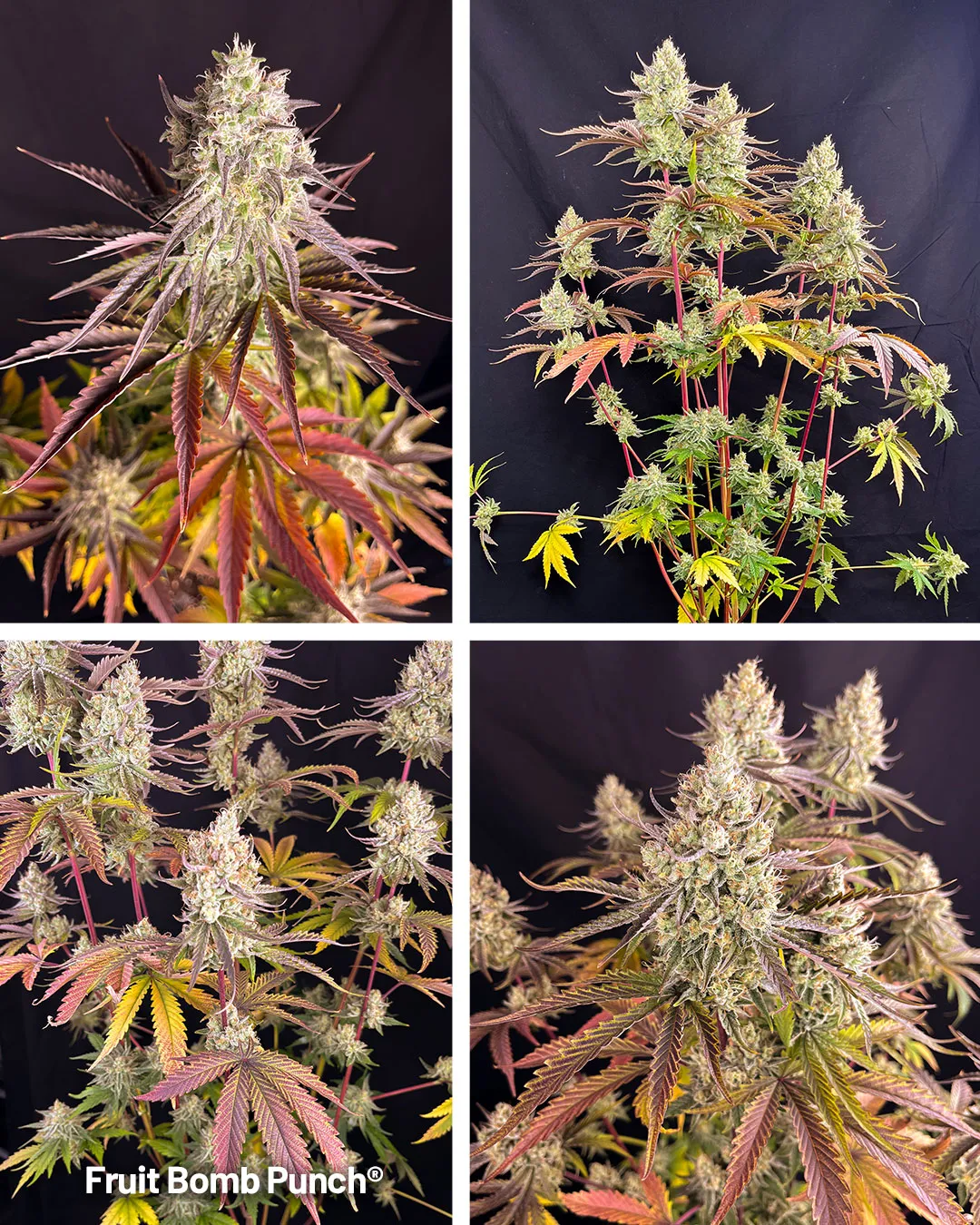Fruit bomb punch fruity cannabis strain