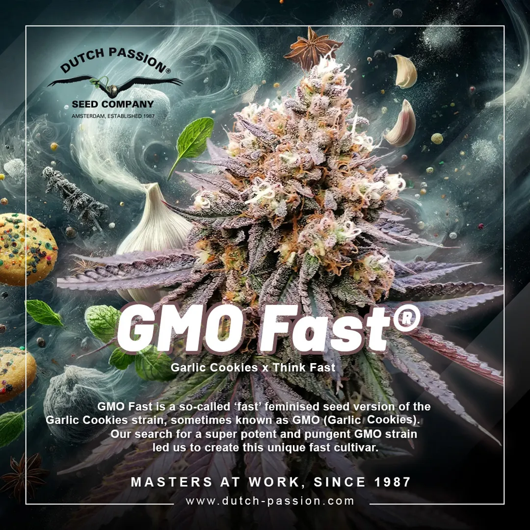 GMO-Fast-IG-1080