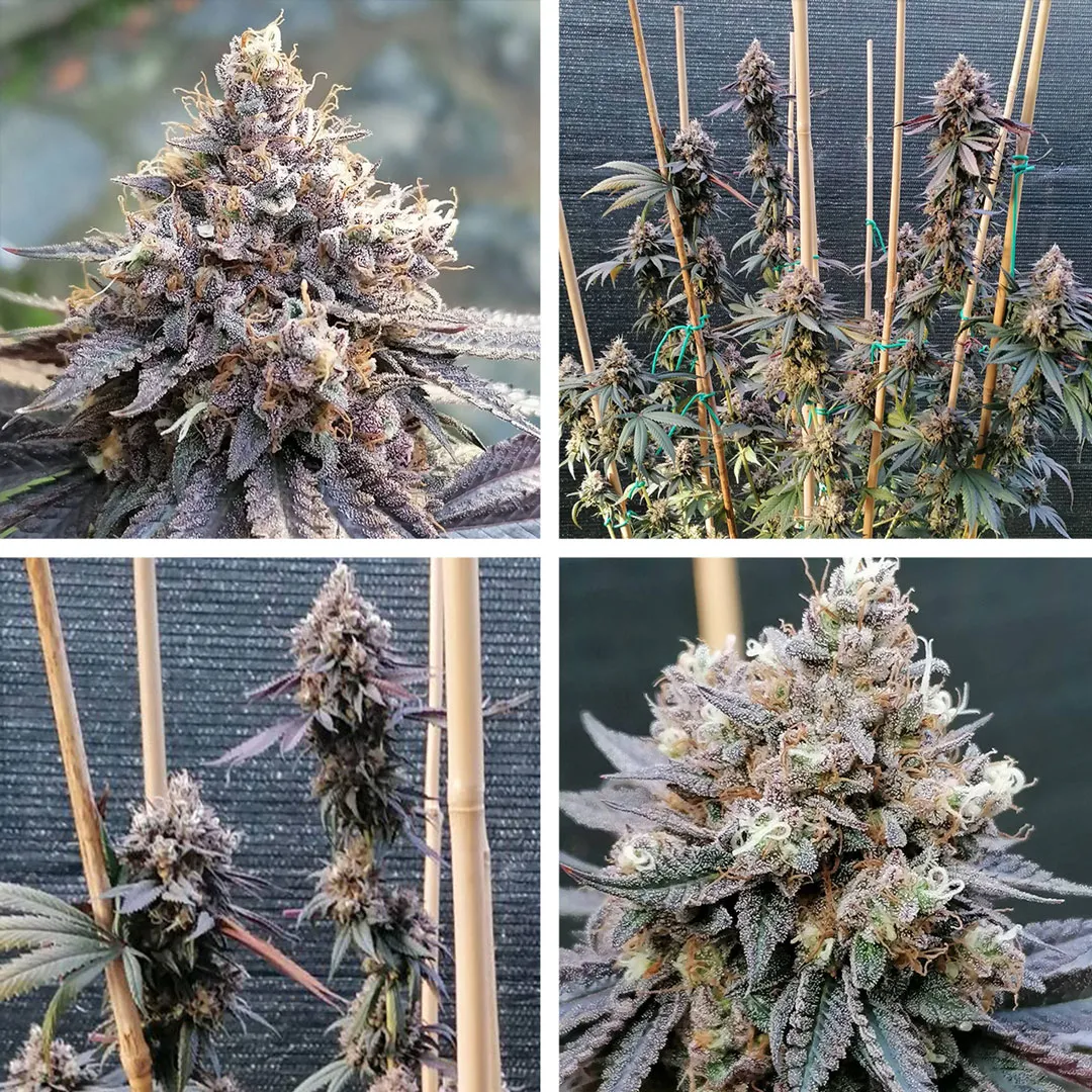 GMO-Fast-overview-blog-dutch-passion